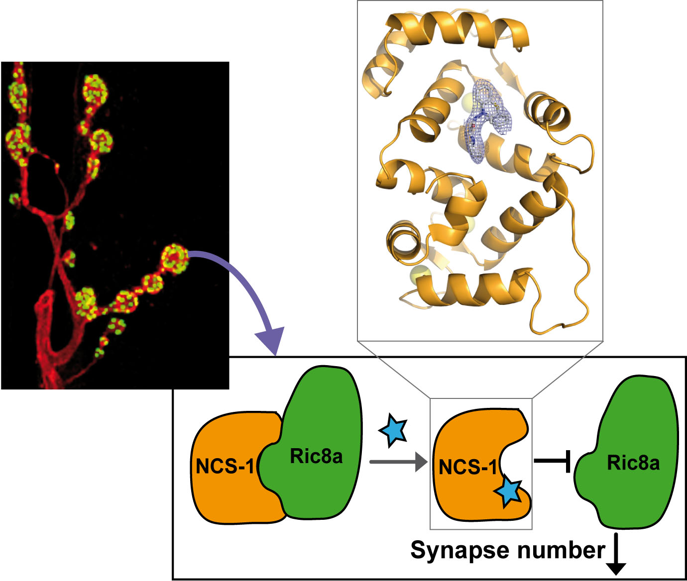 Scheme on the regulation of synapse number by the modulation of the interaction between NCS-1 (orange) and Ric8a (green) with the new phenothiazine (blue). On the left, a Drosophila motor neuron is shown (the membrane is labelled in red and synapses in green). On top, a ribbon representation of the crystallographic structure of NCS-1 (orange) bound the the phenothiazine (blue).